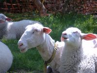 Unsere gl&uuml;cklichen Schafe